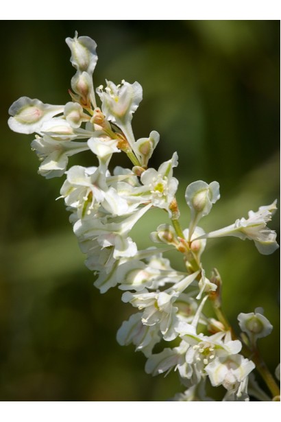 Фаллопія Ауберта (Горець)